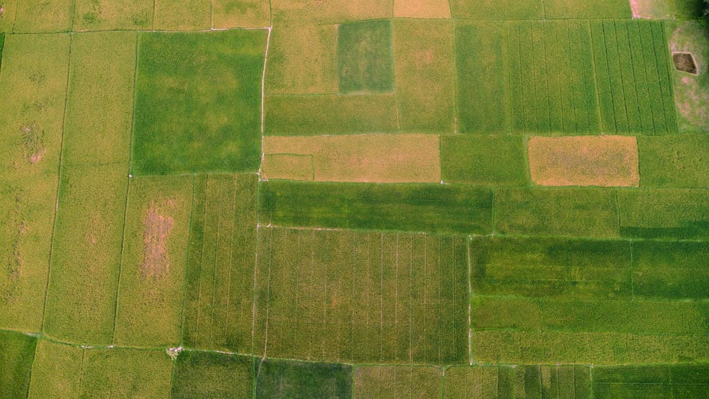 Dainikshiksha com bd Free stock photo of 4k bd, agricultural, bd landscape