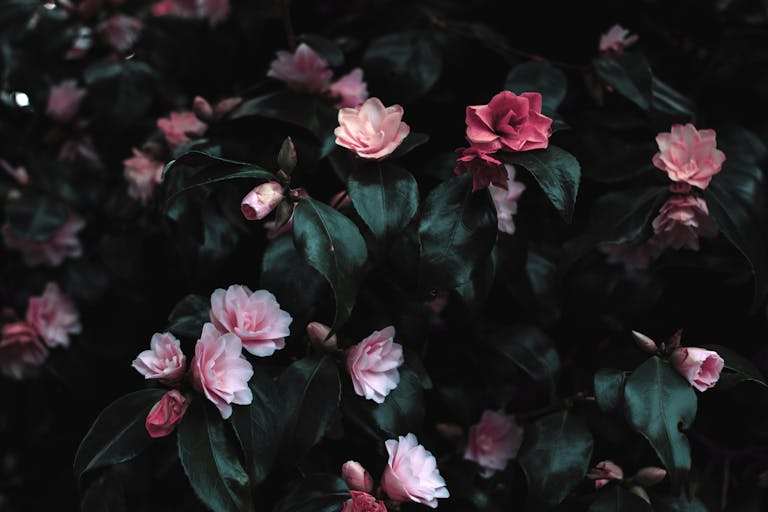 Kinervus Vibrant pink flowers blooming amidst lush dark leaves, creating a striking floral contrast.