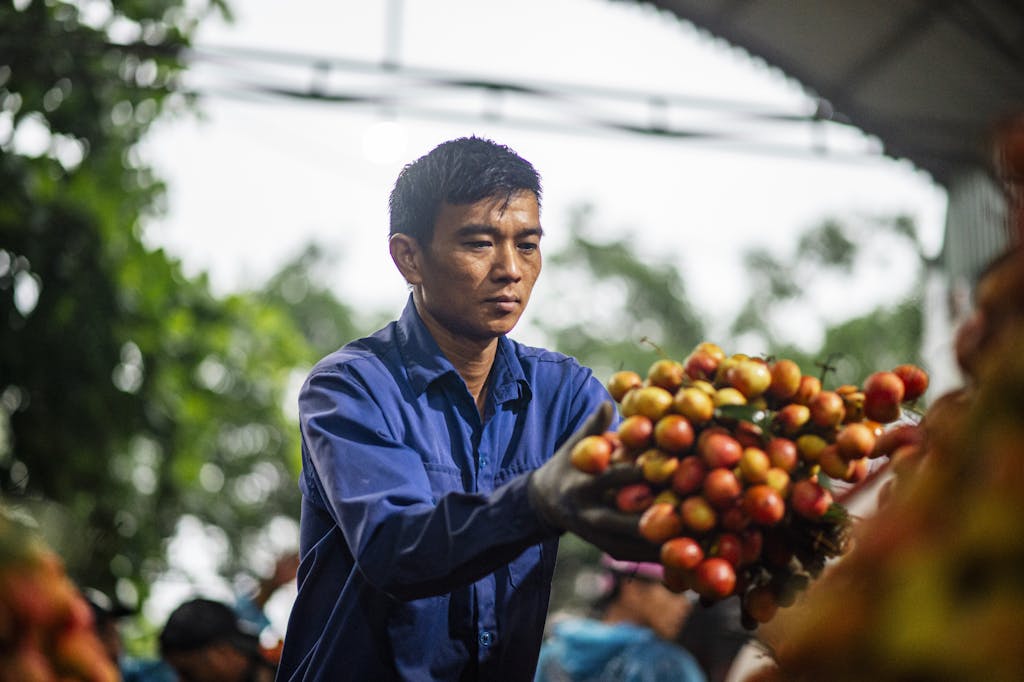 bac stock A Vietnamese farmer in Bac Giang carefully handles freshly harvested lychees outdoors.