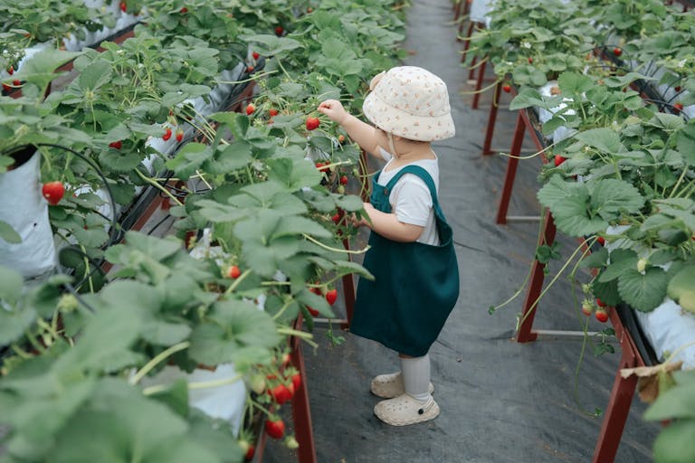 bac stock Adorable child picking strawberries in a lush Vietnamese greenhouse, capturing the essence of agricultural joy.