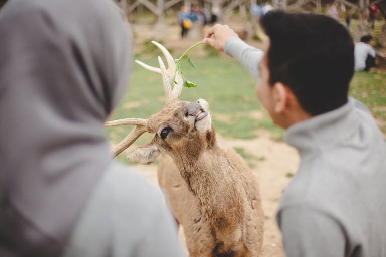 Together Toward Back view of blurred couple visiting zoo and feeding deer with green grass
