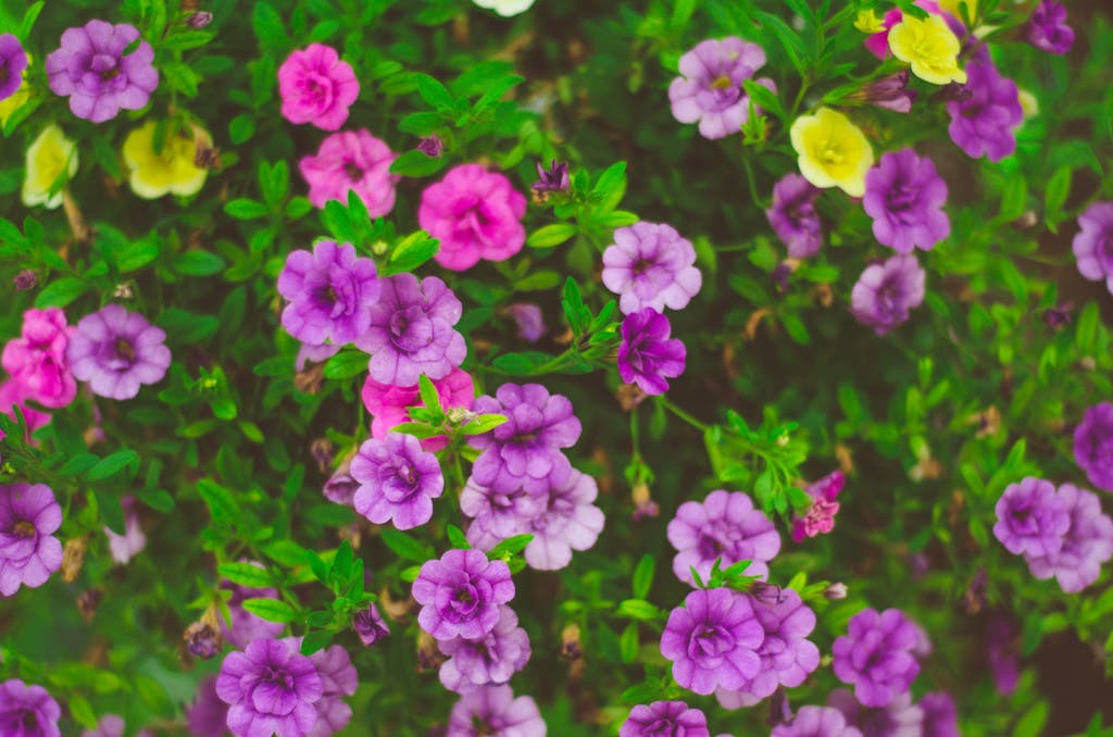 sodiceram Colorful petunias in vibrant purple and yellow hues creating a lively garden scene.