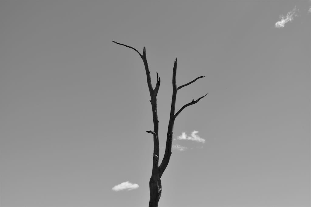 ventsMagazine Elegant black and white photo of a barren tree against a clear sky.
