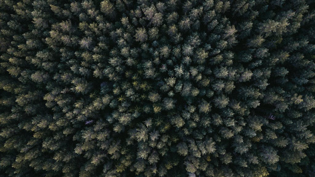Messagenal Explore the intricate patterns of a dense forest seen from above in this drone shot.