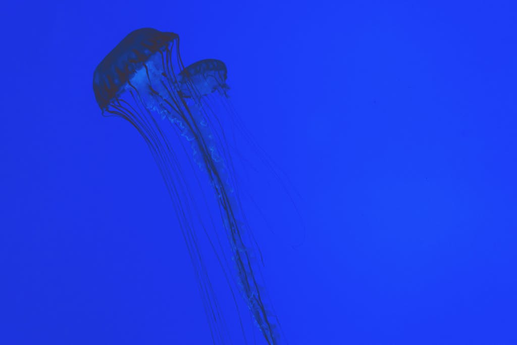 Lufanest Mesmerizing image of jellyfish silhouetted against a vibrant blue background.